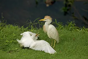 Bubulcus: 80187014 Cattle Egret Costa Rica Bubulcus ibis John