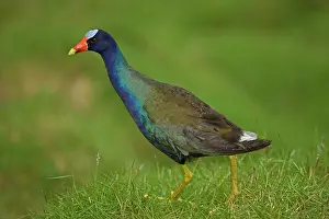 Porphyrio: 80187015 Purple Gallinule Costa Rica Porphyrio martinicus