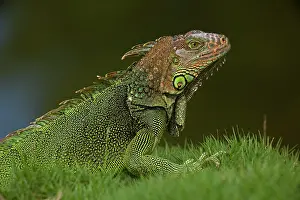 Iguana: 80187016 Green Iguana Costa Rica Iguana iguana