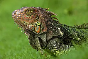 Iguana: 80187017 Green Iguana Costa Rica Iguana iguana John