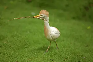 Bringing: 80187018 Cattle Egret - bringing nesting material