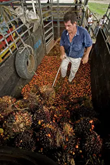 Harvesting: 80187019 Palm Fruits - Harvesting palm fruits for