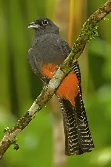 Trogon: 80187020 Baird's Trogon - female - tropical rainforest