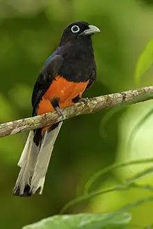 Trogon: 80187021 Baird's trogon - male - tropical rainforest
