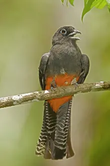 Trogon: 80187022 Baird's Trogon - female - tropical rainforest