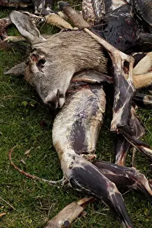 Hunters: 80187023 Hunting - Carcasses dumped by hunters-trappers