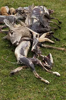 Hunters: 80187024 Hunting - Carcasses dumped by hunters-trappers