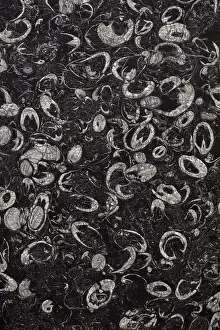 John Cancalosi: 80187049 Fossiliferous limestone USA John Cancalosi