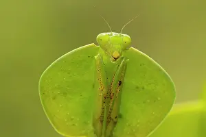 John Cancalosi: 80187050 Hooded Mantis Costa Rica Choeradodis spp