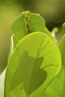 John Cancalosi: 80187051 Hooded Mantis Costa Rica Choeradodis spp