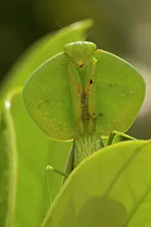 Choeradodis: 80187052 Hooded Mantis Costa Rica Choeradodis spp