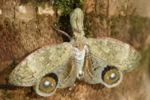 Lantern: 80187053 Lantern fly - Machaca - Tropical dry forest