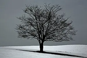 John Cancalosi: 80187054 Tree - in snow - winter storm Jonas, Snowzilla