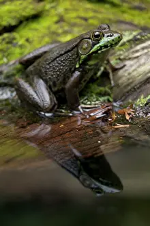 Lithobates: 80187055 Green Frog New York State, USA Lithobates