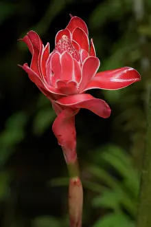 Ginger: 80187056 Torch Ginger Flower Costa Rica Etlingera