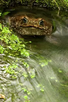 Toad: 80187057 Marine Toad - tropical rainforest Costa