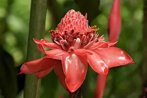 Ginger: 80187058 Torch Ginger Flower Costa Rica Etlingera