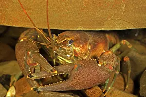 Acutus: 80187059 Crayfish - probably Procambarus acutus