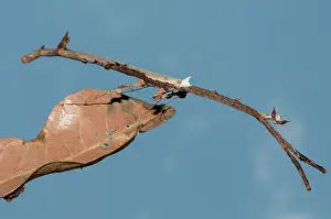 Paratoxodera: 80187062 Praying Mantis - camouflaged as a stick