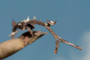 Paratoxodera: 80187063 Praying Mantis - camouflaged as a stick