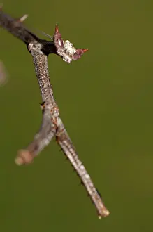 Paratoxodera: 80187064 Praying Mantis - detail of head and forelegs