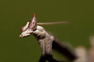 Paratoxodera: 80187065 Praying Mantis - detail of head Klungkung