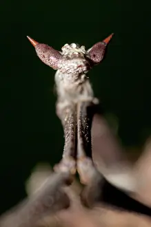 Paratoxodera: 80187067 Praying Mantis - detail of head Klungkung