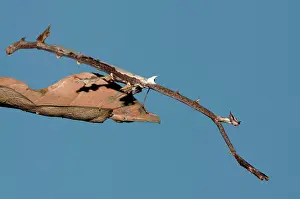 Paratoxodera: 80187068 Praying Mantis - camouflaged as a stick