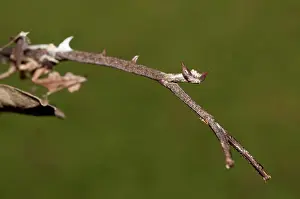 Paratoxodera: 80187069 Praying Mantis - camouflaged as a stick