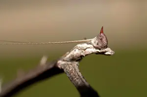 Paratoxodera: 80187070 Praying Mantis - detail of head Klungkung