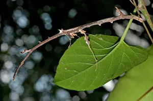 Paratoxodera: 80187071 Praying Mantis - camouflaged as a stick