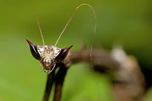 Paratoxodera: 80187072 Praying Mantis - detail of head Klungkung
