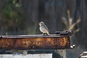 Pipit: 80187073 Berthelot's Pipit - deserted village on