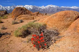 Paintbrush: 80187223 Alabama Hills - blooming desert paintbrush