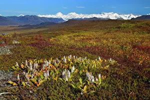 Highway: 80187232 Denali Highway - colourful tundra landscape