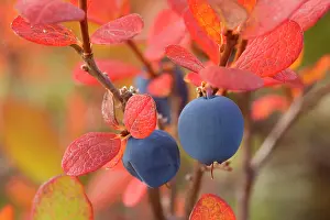 Ripe: 80187233 Alpine Blueberry - ripe blueberries in