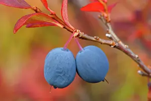 Ripe: 80187234 Alpine Blueberry - ripe blueberries in