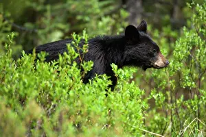 Boreal: 80187240 American Black Bear - black bear in boreal