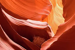 Dried: 80187258 Antelope Canyon - little dried-up bush