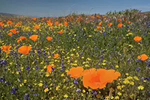 Carpet: 80187265 spring bloom - colourful carpet of spring