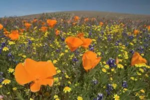 Carpet: 80187267 spring bloom - colourful carpet of spring