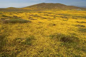 Carpet: 80187268 spring bloom - colourful carpet of mainly