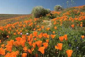 Carpet: 80187269 spring bloom - colourful carpet of brightly