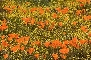 Carpet: 80187270 spring bloom - colourful carpet of spring