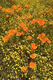 Carpet: 80187271 spring bloom - colourful carpet of spring