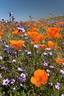 Carpet: 80187272 spring bloom - an amazing colourful carpet
