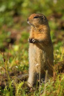 Dirt: 80187274 Arctic Ground Squirrel - with dirt covered