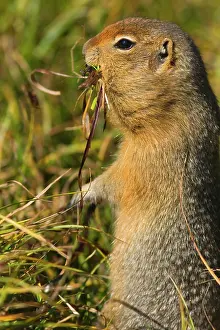 Prepares: 80187275 Arctic Ground Squirrel - squirrel prepares