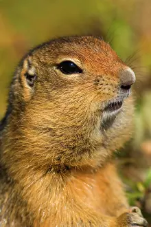 Denali: 80187276 Arctic Ground Squirrel Denali National