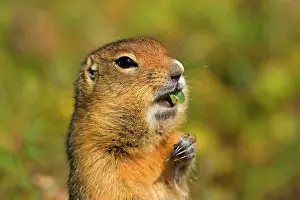 Denali: 80187277 Arctic Ground Squirrel Denali National